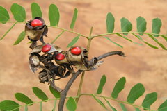 Adenanthera pavonina